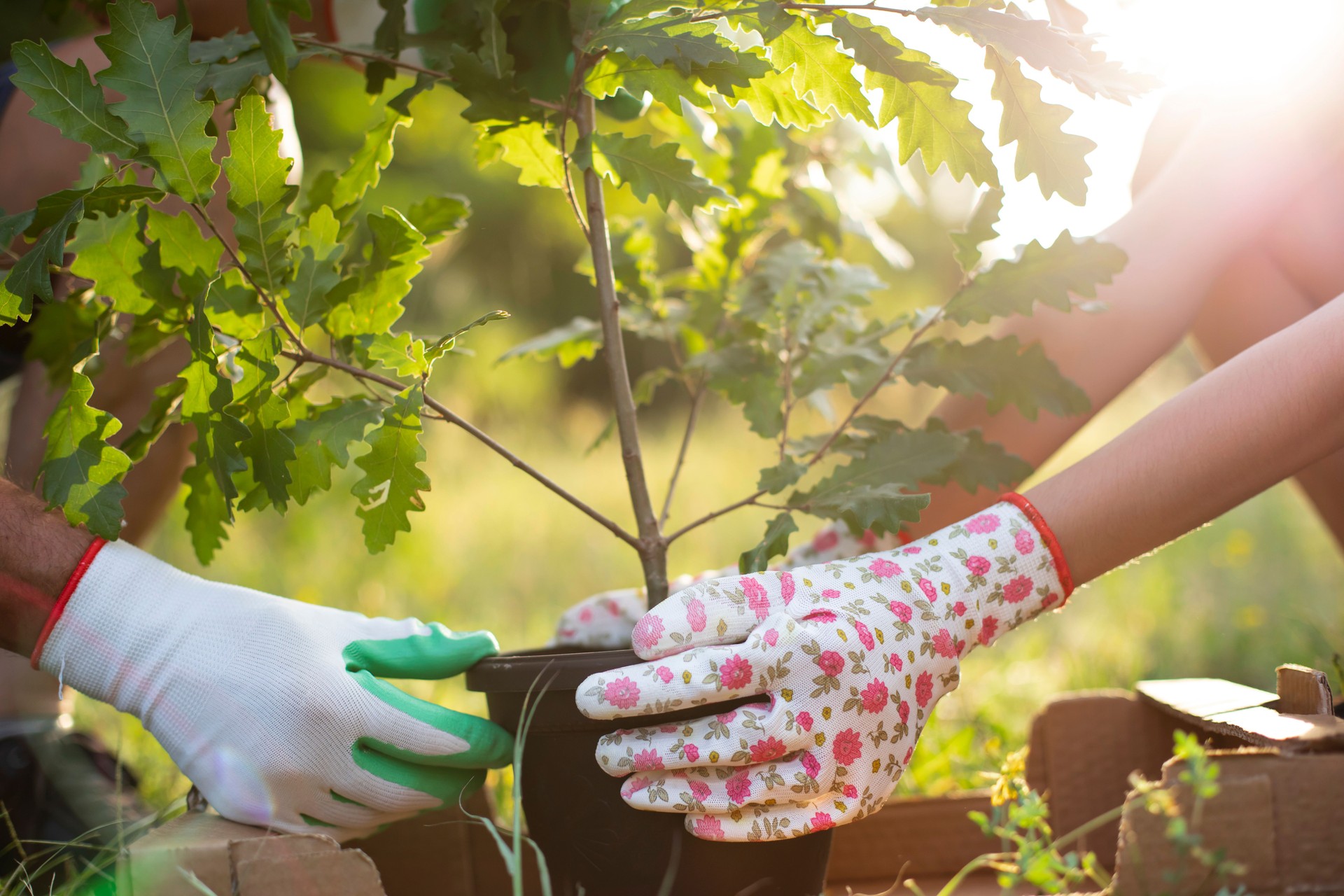 Two people planting tree in a park