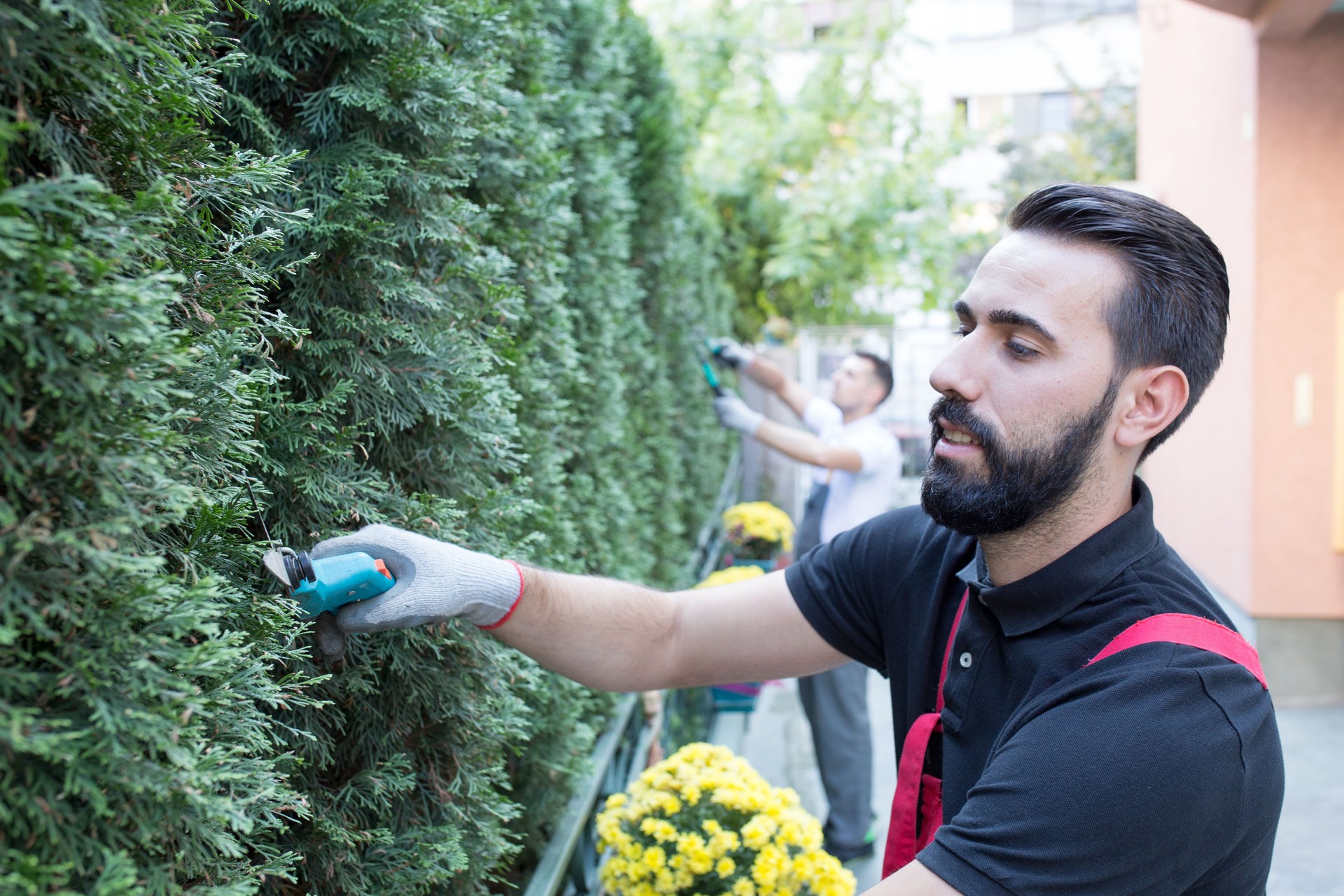 Young gardener trimming the hedge